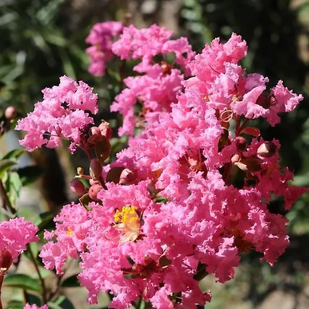 Derya Hanim Konagi Айвалык